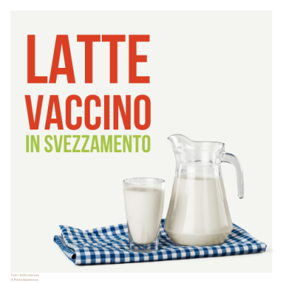 Latte vaccino svezzamento